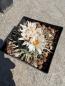 Preview: Turbinicarpus schwarzii